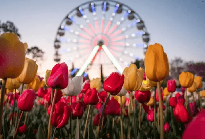 Must-go Australia Festivals : Floriade